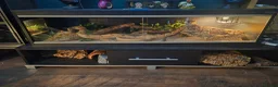 Boa Snake reptiles for sale: Boa snake + setup - Advert 2