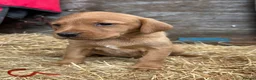 Labrador Retriever dogs for sale: Fox red Labrador puppies - Advert 11