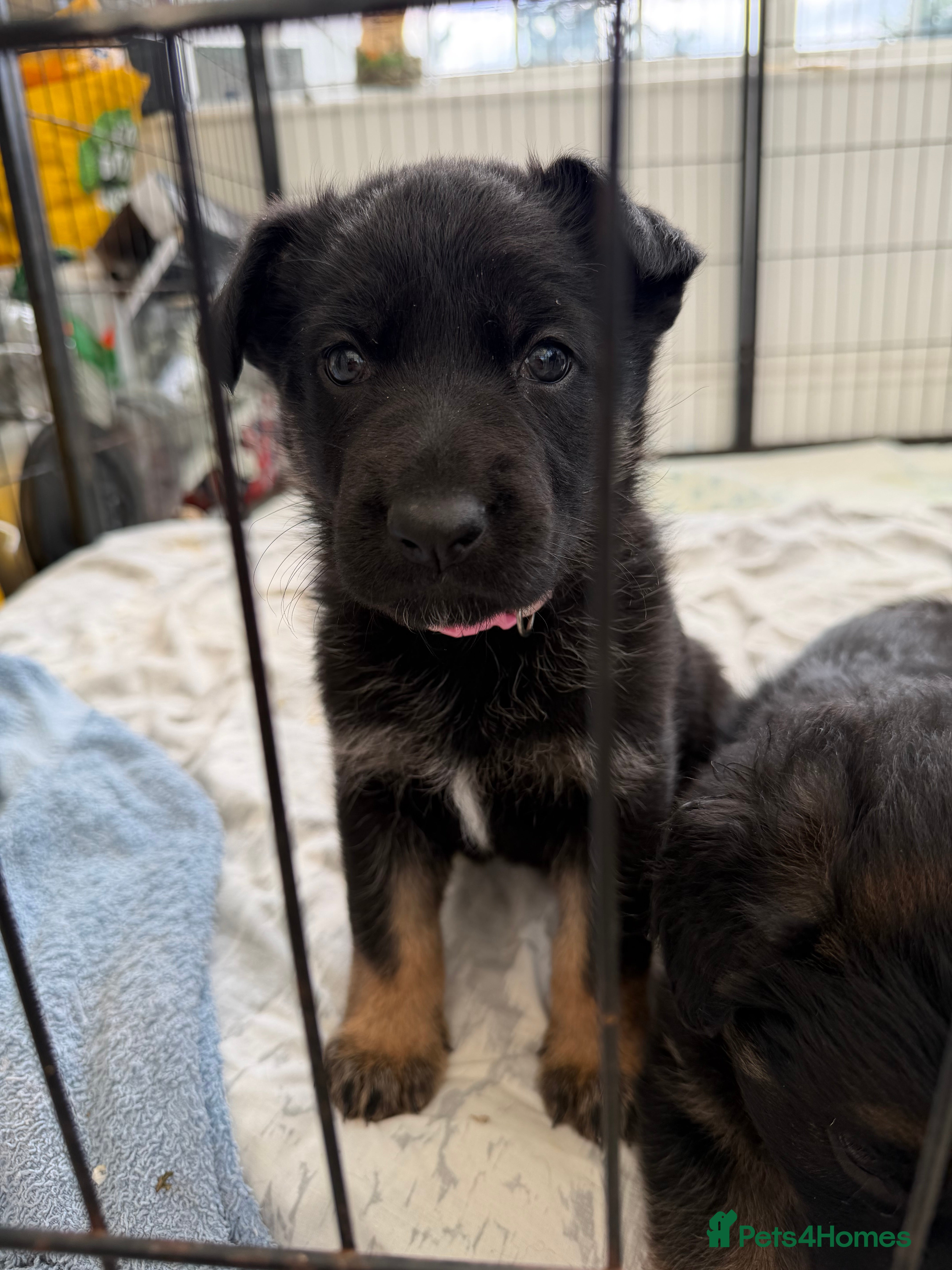 German Shepherd dogs for sale: Short haired German shepherd puppies READY 7th NOV - Advert 2