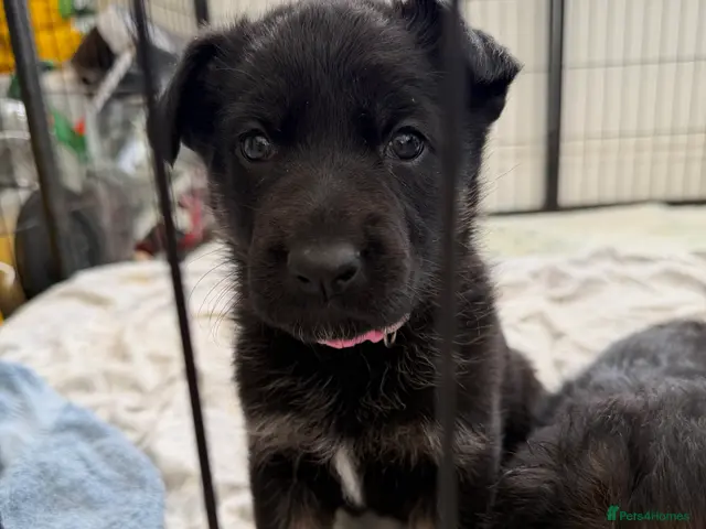 German Shepherd dogs for sale: Short haired German shepherd puppies READY 7th NOV - Advert 2