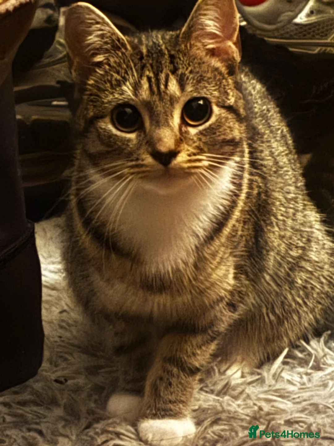 Mixed Breed cats for sale: kittens for sale (open to offers) in Barking - Advert 6