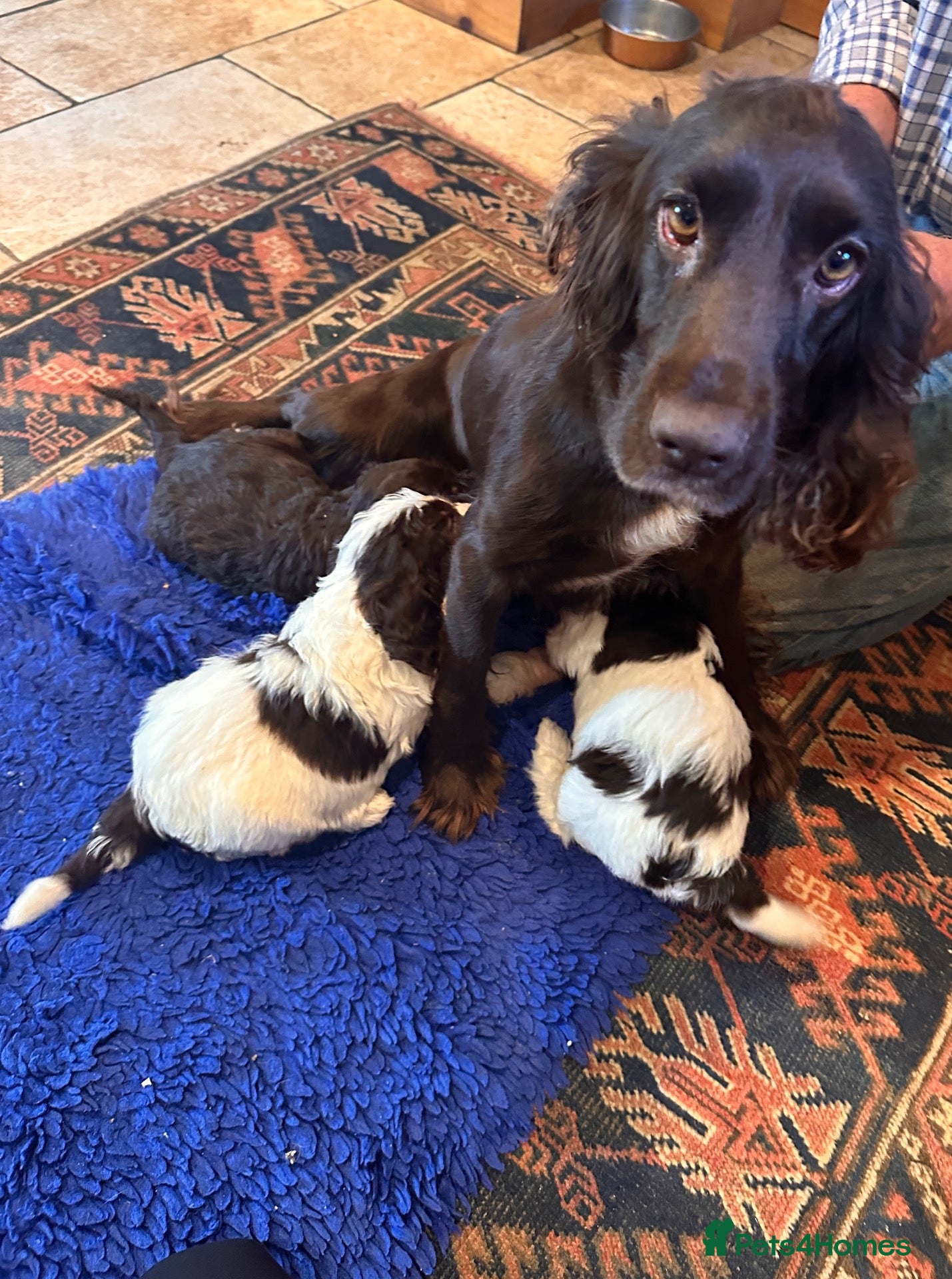 Cockapoo dogs Top Quality Teddy Bear puppies  - Advert 1