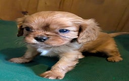 Cavalier King Charles Spaniel dogs for sale: Stunning Deep Ruby Cavalier king Charles puppies  - Image 18