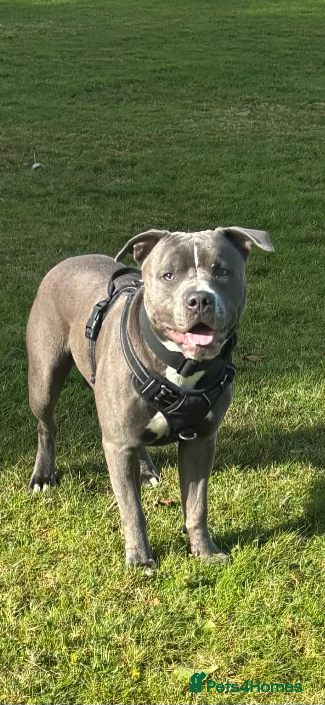 Staffordshire Bull Terrier dogs for stud: Staffordshire Stud - Advert 2