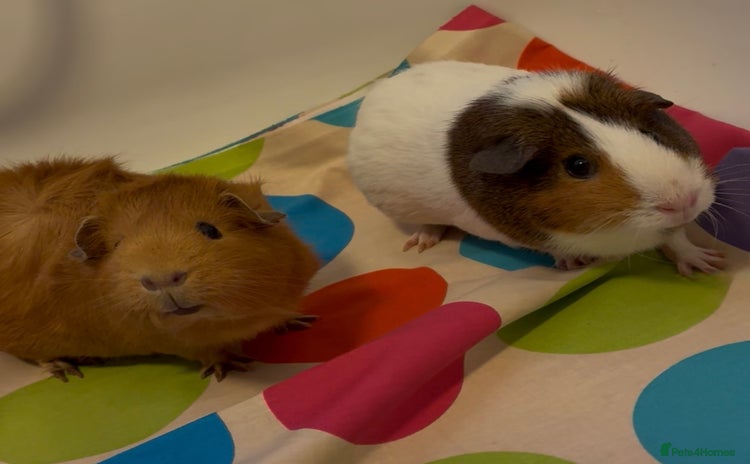 Guinea Pig rodents - Advert 3