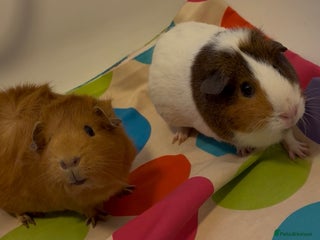 Guinea Pig rodents - Advert 22