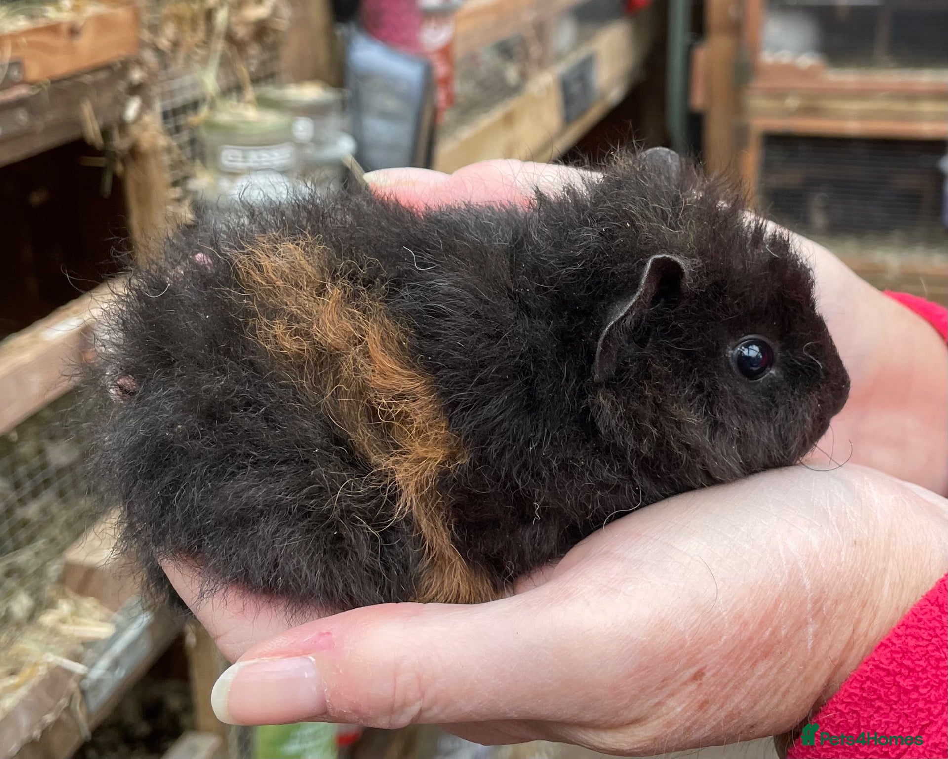 Guinea Pig rodents Baby bonded guinea pigs  - Advert 12