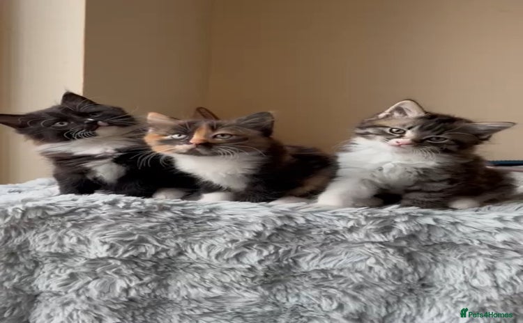 Ragdoll cats - Advert 13