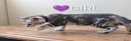 Bengal cats for sale: TICA Registered Bengal Kittens|Health Tested ❤️ - Advert 14
