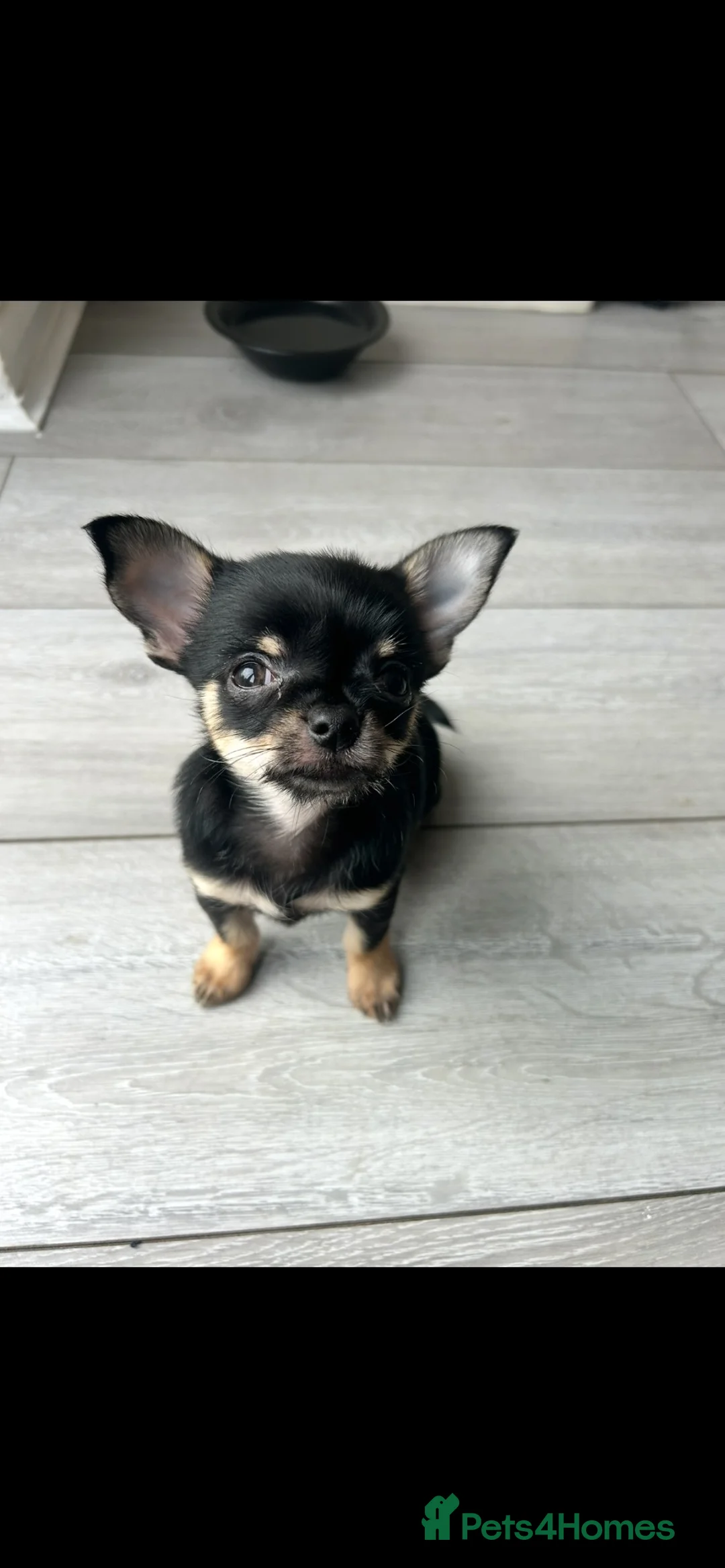 Chihuahua dogs for sale: Female Chihuahua puppy - Advert 3