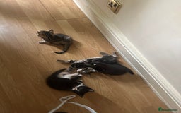 Mixed Breed cats for sale:  Adorable Kittens Looking for Their Forever Homes - Image 4