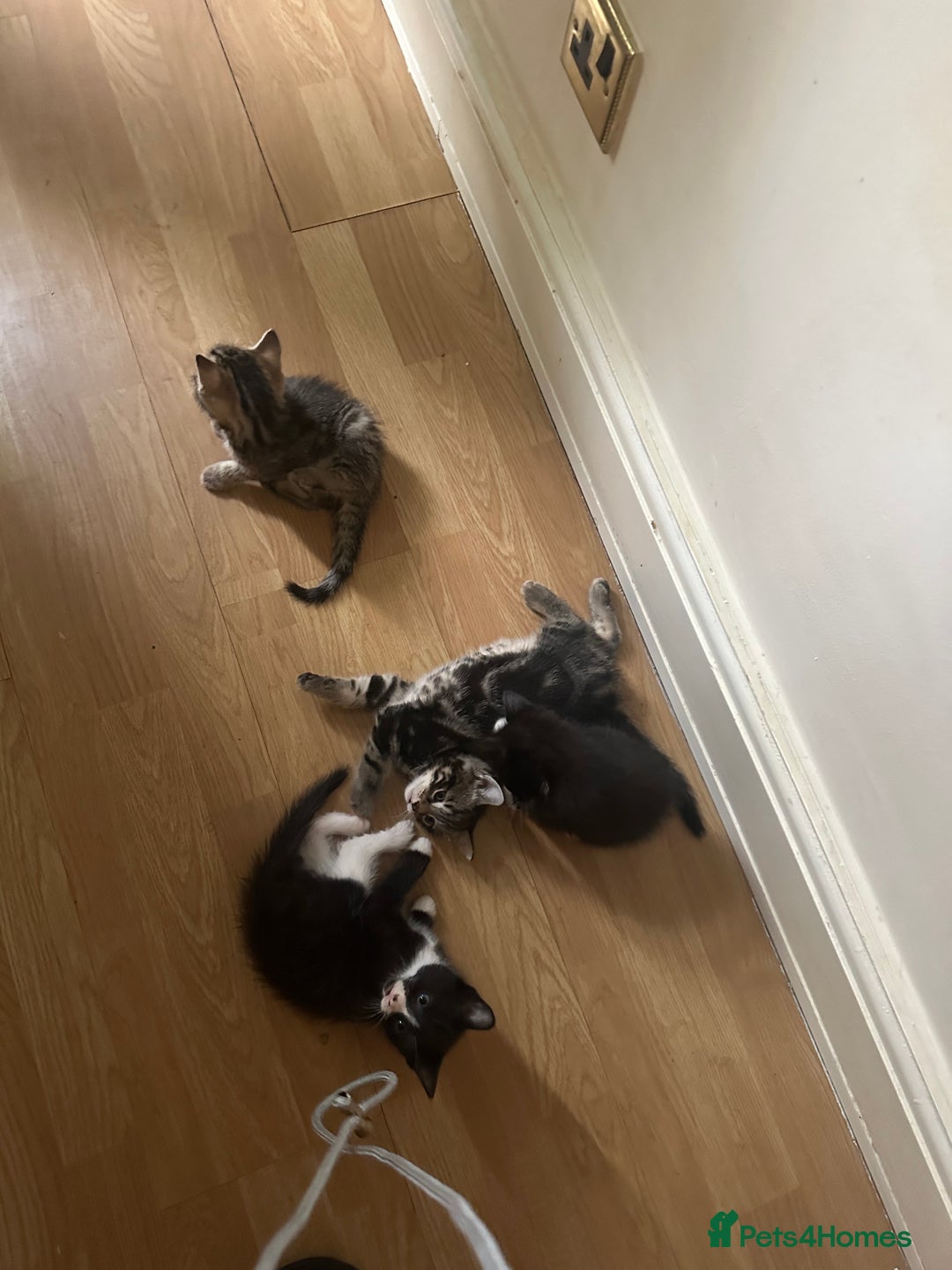 Mixed Breed cats for sale:  Adorable Kittens Looking for Their Forever Homes - Image 4