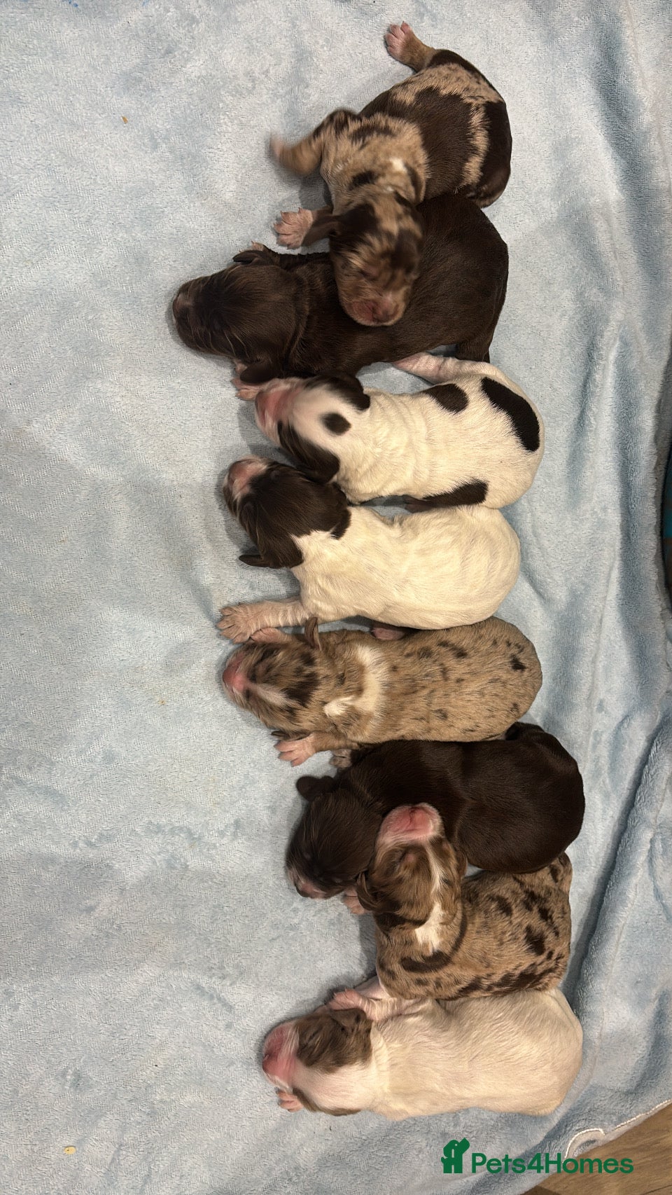 Cocker Spaniel dogs Cocker spaniels for sale! Put your deposits down! - Advert 5