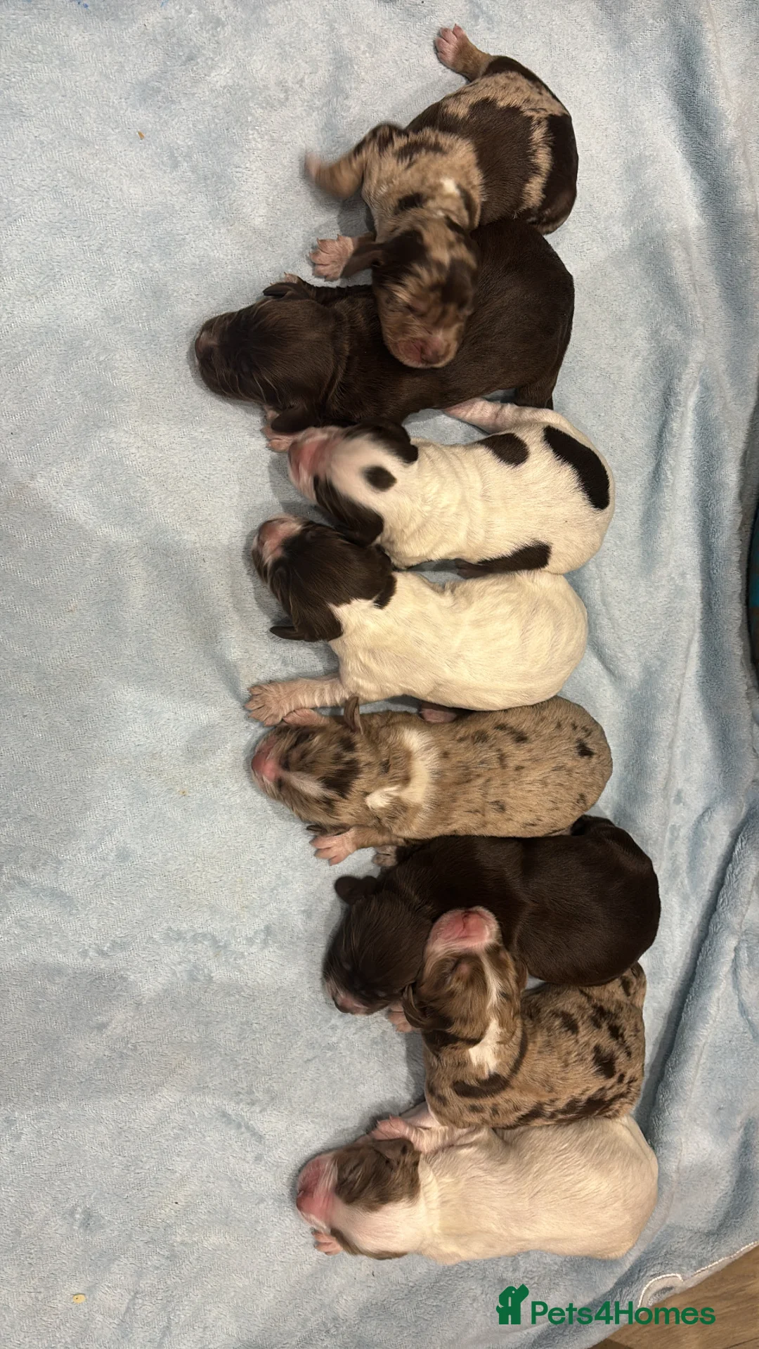 Cocker Spaniel dogs for sale: Cocker spaniels for sale! Put your deposits down! - Advert 1