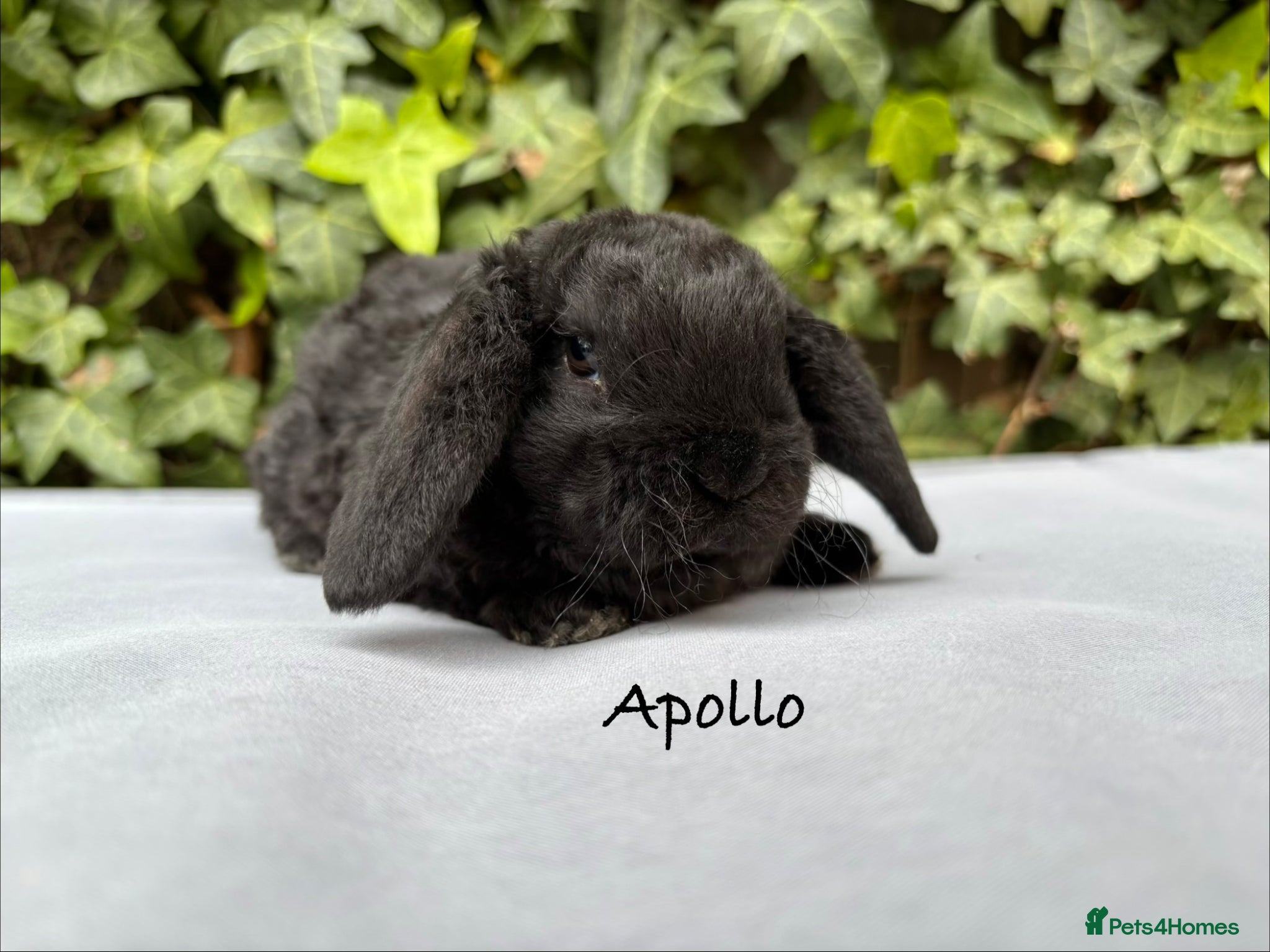 Mini Lop rabbits Pure bred Mini Plush Lops - Advert 18