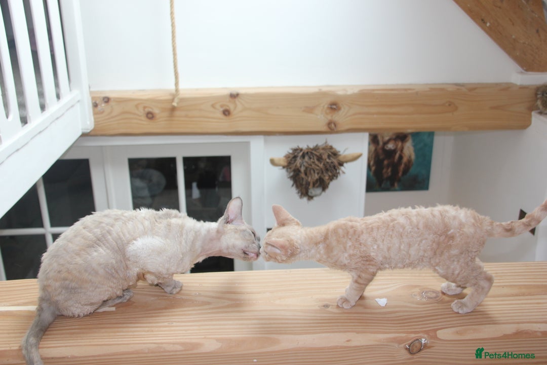 Devon Rex cats for sale: 1 girl left. Stunning Devon Rex GCCF kittens  - Image 32
