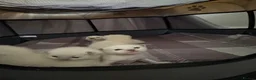 Ragdoll cats for sale: Bluepoint ragdolls for sale  in Liverpool - Advert 29