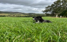 Border Collie dogs for sale: ⭐️ Border Collie Puppies ⭐️ - Image 20