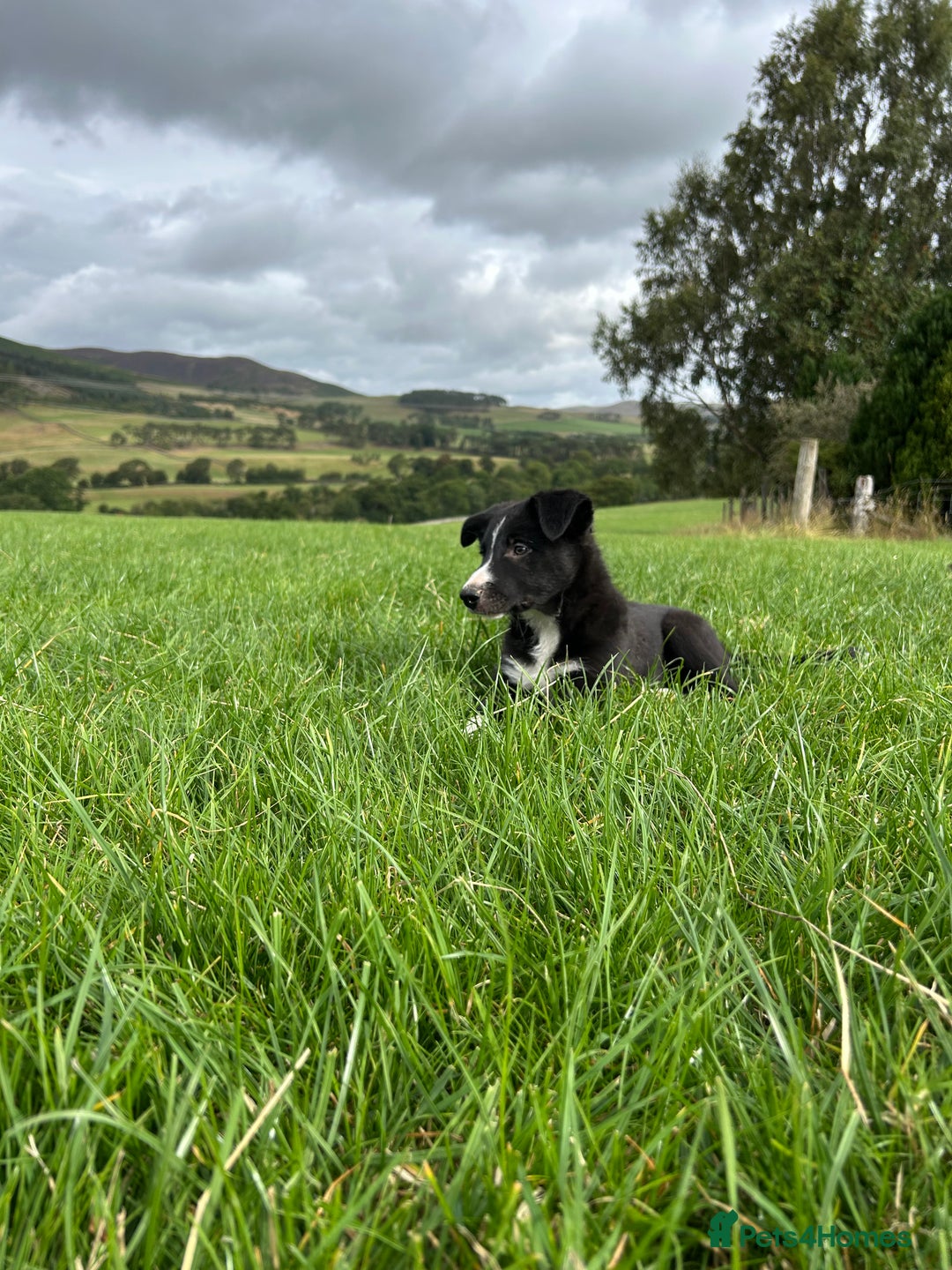 Border Collie dogs for sale: ⭐️ Border Collie Puppies ⭐️ - Image 20