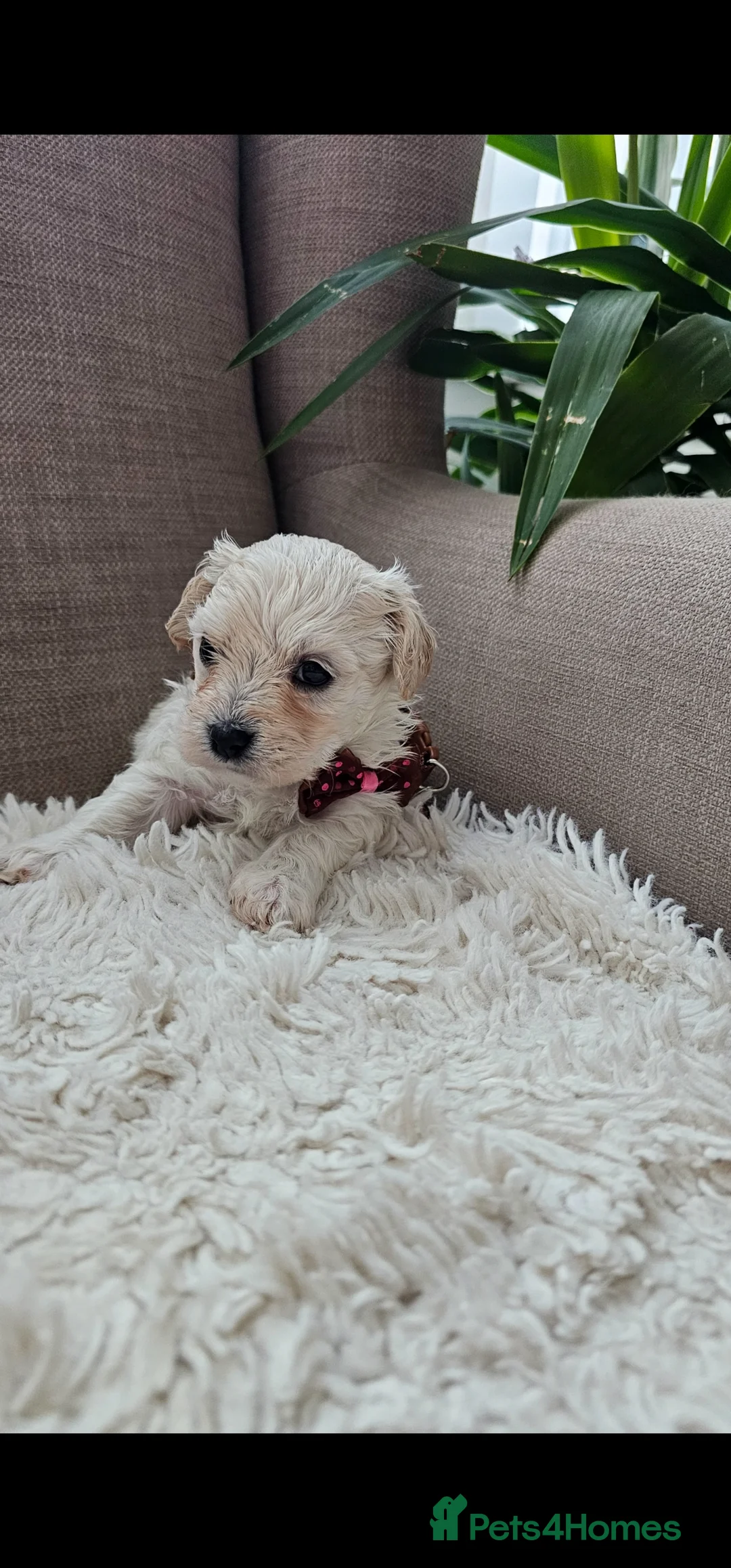Bichon Frise dogs for sale: ♥️Fluffy Bichon Frise Puppies♥️ - Advert 3