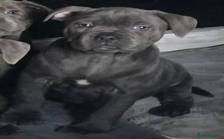 Staffordshire Bull Terrier dogs - Advert 2