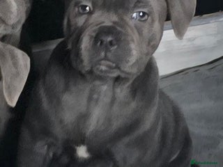 Staffordshire Bull Terrier dogs - Advert 2