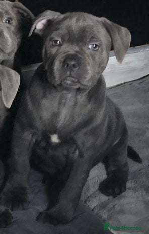 Staffordshire Bull Terrier dogs - Advert 2