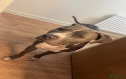 Mixed Breed dogs for sale: Loving home for Storm - Image 4