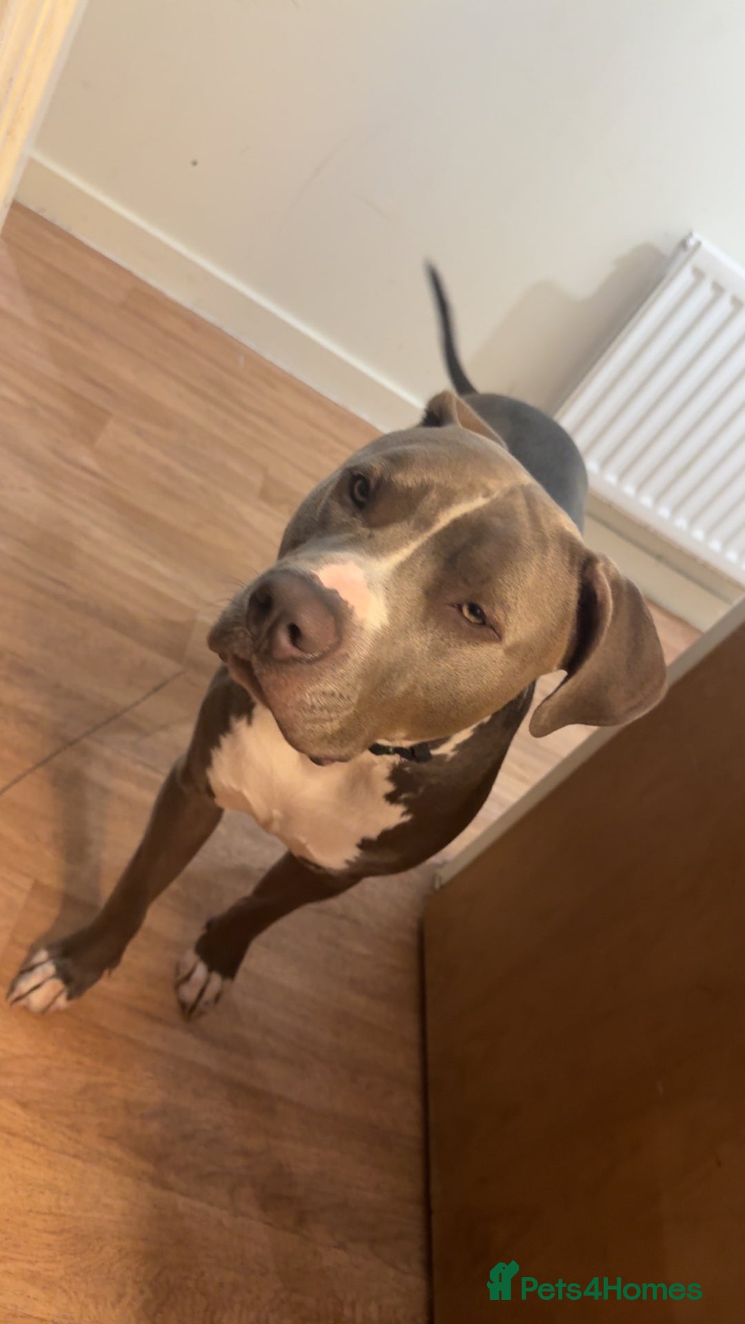 Mixed Breed dogs for sale: Loving home for Storm - Image 4