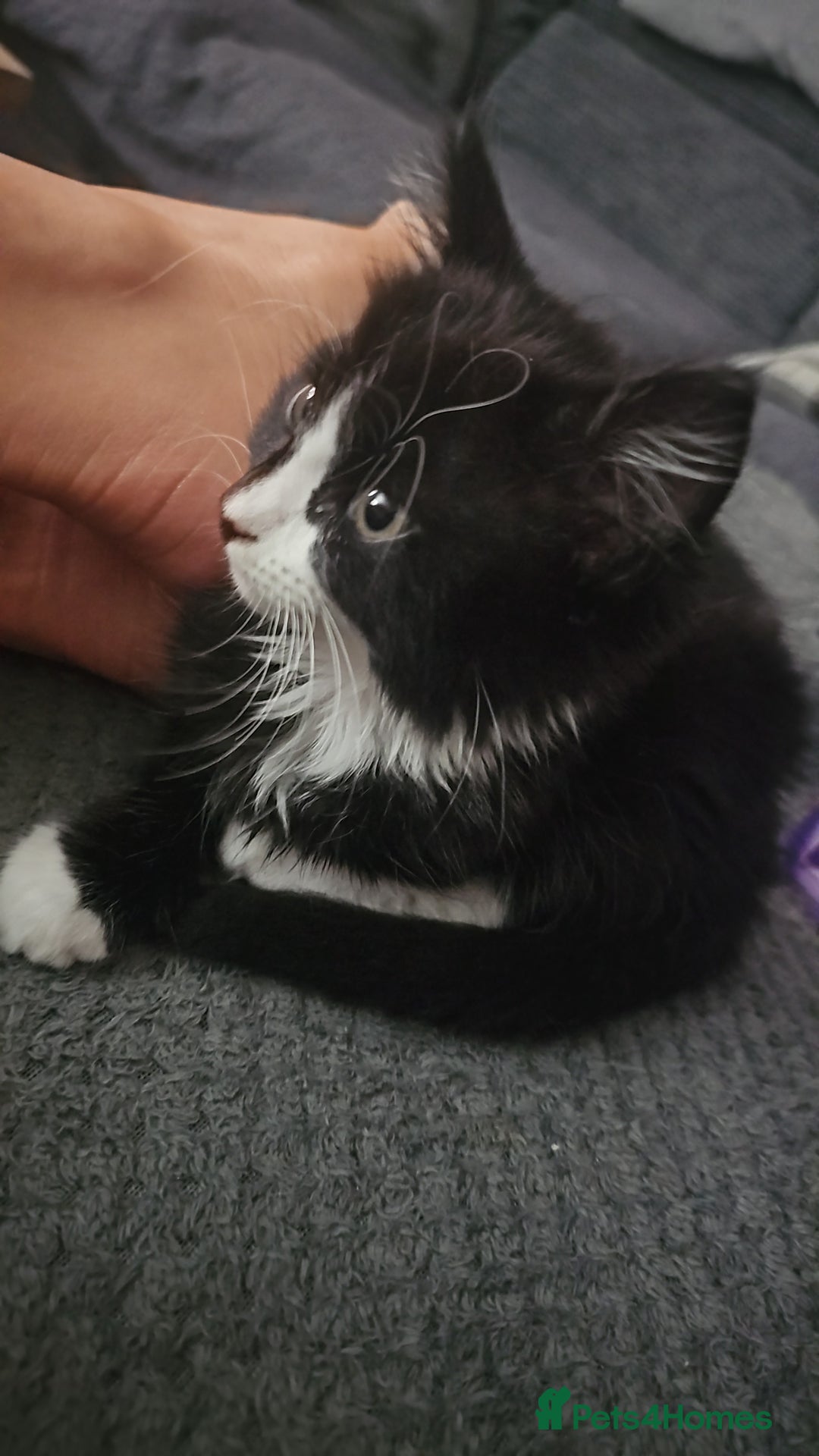 Mixed Breed cats for sale: Last kitten of the litter MALE. READY NOW - Image 5