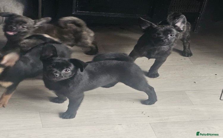 French Bulldog dogs ❤️⭐️  Adorable Frenchie poms ❤️⭐️ - Advert 10