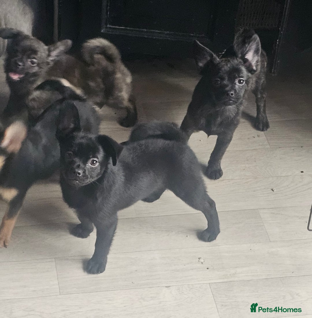 French Bulldog dogs for sale: ❤️⭐️  Adorable Frenchie poms ❤️⭐️ ONLY 3 LEFT ⭐️ - Advert 4