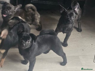 French Bulldog dogs ❤️⭐️ Adorable Frenchie poms ❤️⭐️ - Advert 5