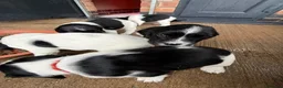 English Springer Spaniel dogs for sale: Full pedigree Springer spaniels  - Advert 3