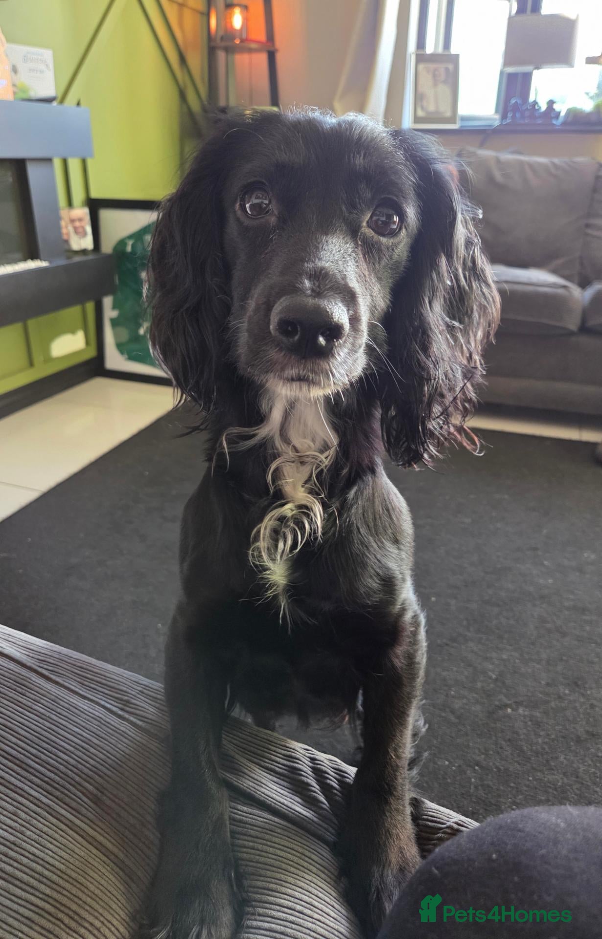 Cocker Spaniel dogs KC Working Cocker Spaniels - Advert 1