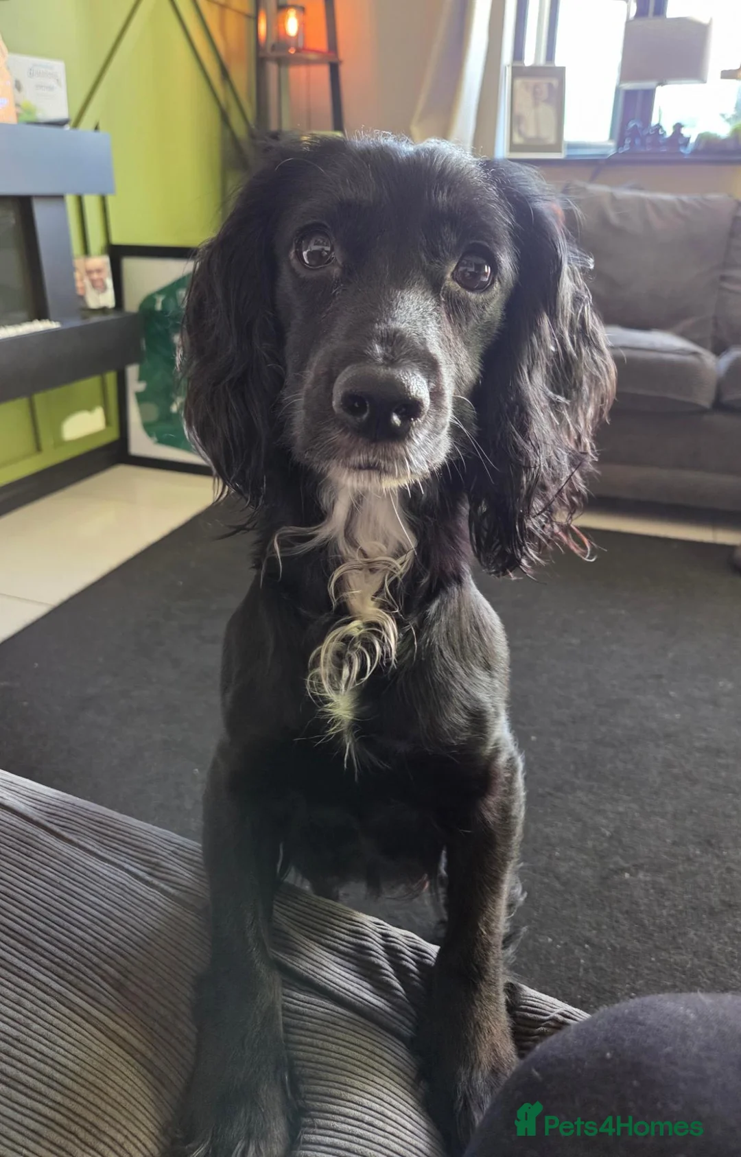 Cocker Spaniel dogs for sale: KC Working Cocker Spaniels - Advert 1