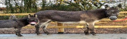 Miniature horses for sale: Miniature donkey  - Advert 4