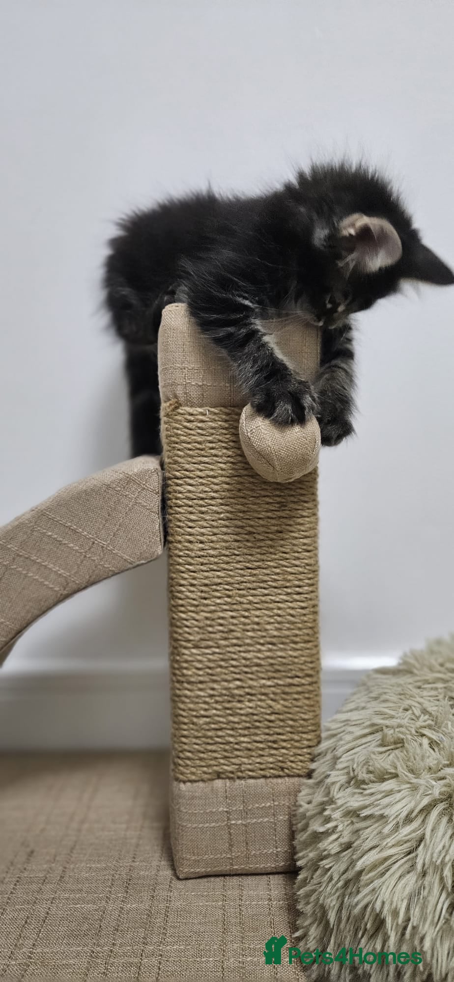 Maine Coon cats Beautiful Giant Maine coon  - Advert 2