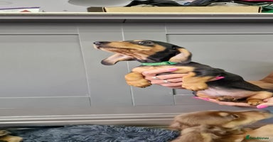 Miniature Dachshund dogs - Advert 10