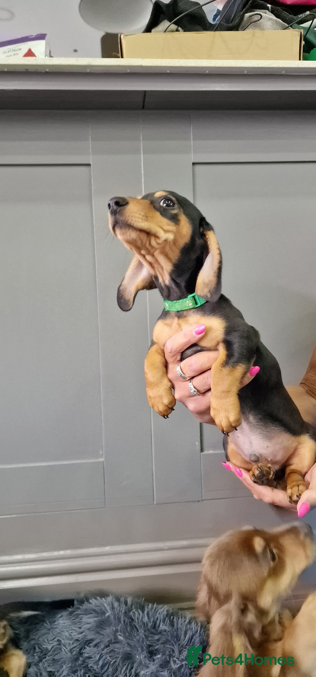 Miniature Dachshund dogs for sale: LAST TWO GORGEOUS MINIATURE DACHSHUNDS - Advert 7