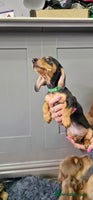 Miniature Dachshund dogs - Advert 15
