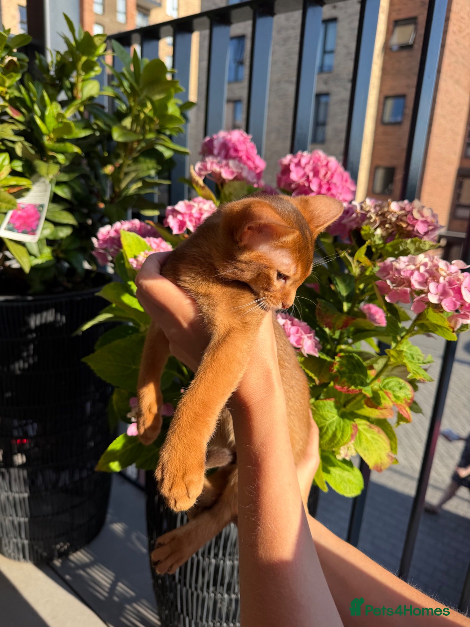 Abyssinian cats Girl available 🎀 Ready to Go! - Advert 2