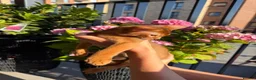 Abyssinian cats for sale: Last Girl 🎀 Ready to Go! - Advert 7
