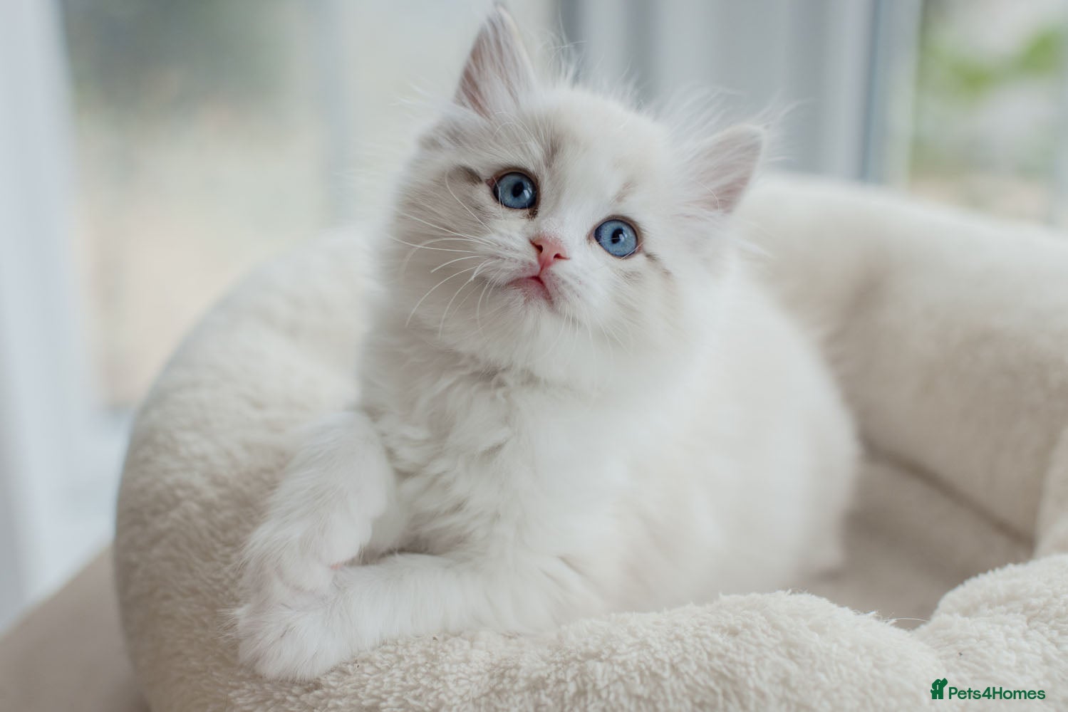 Ragdoll cats Best Bicolour Lynx Ragdoll kittens - Advert 2