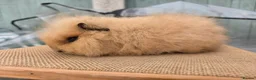Guinea Pig rodents for sale: 2 swiss boars - Advert 2
