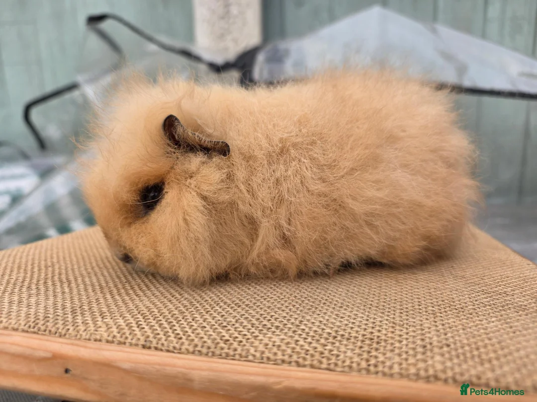 Guinea Pig rodents for sale: 2 swiss boars - Advert 2