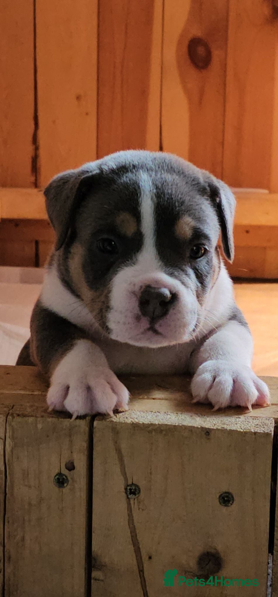 American Bully dogs for sale: Cowboyline pocket bullies  - Advert 1