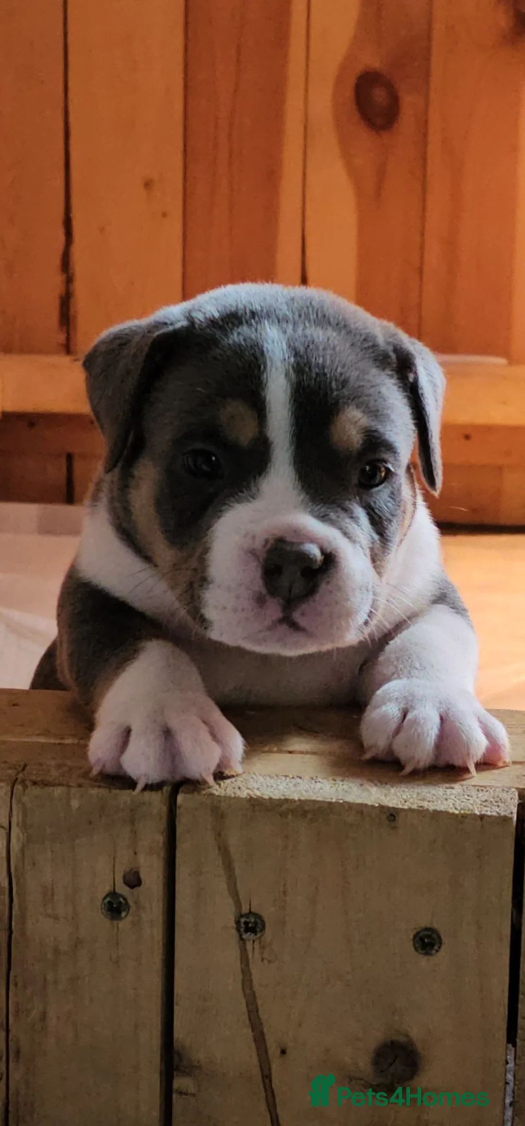 American Bully dogs for sale: Cowboyline pocket bullies  - Advert 1
