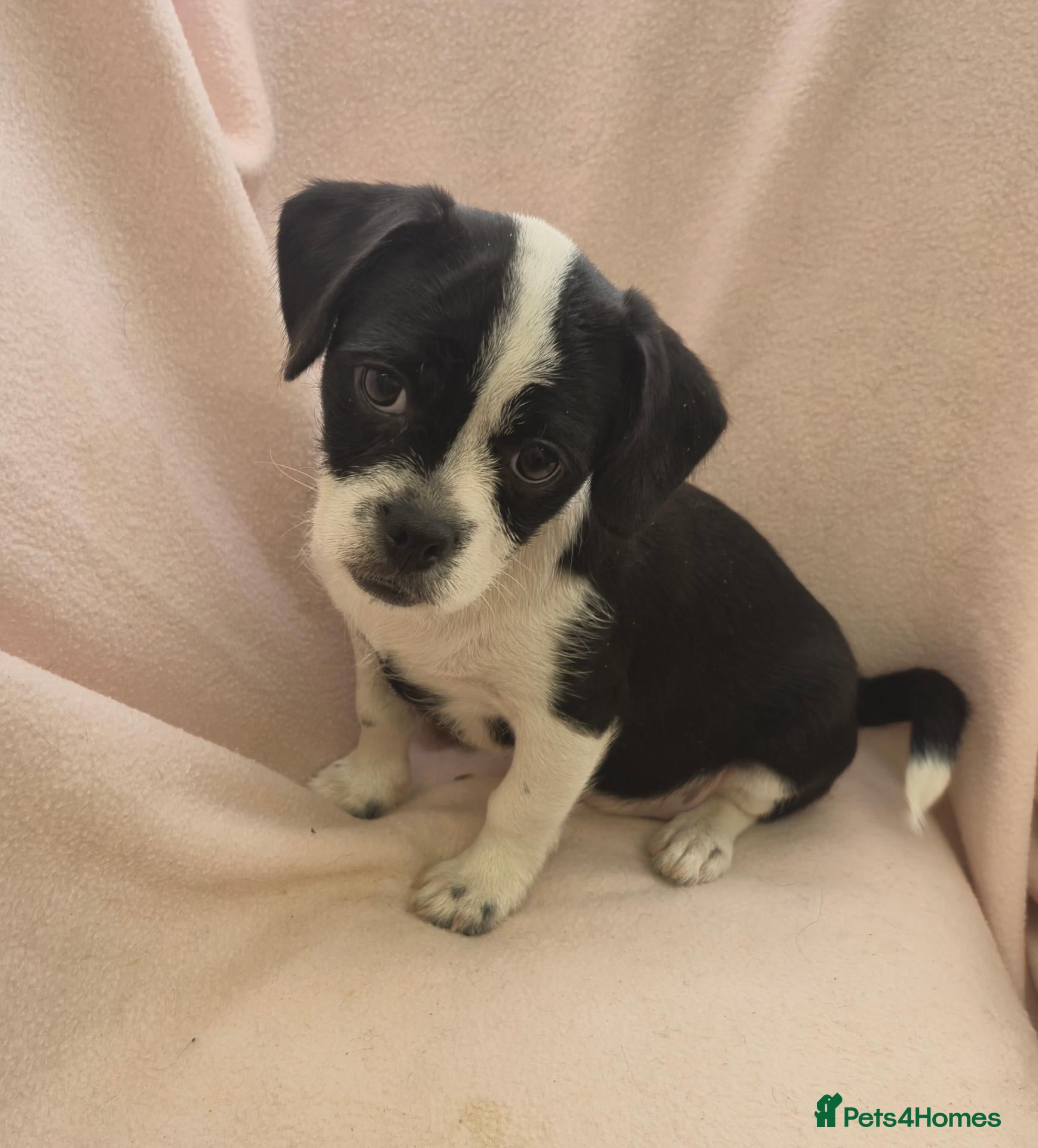 Mixed Breed dogs Beautiful Pug x Biewer girl - Advert 1