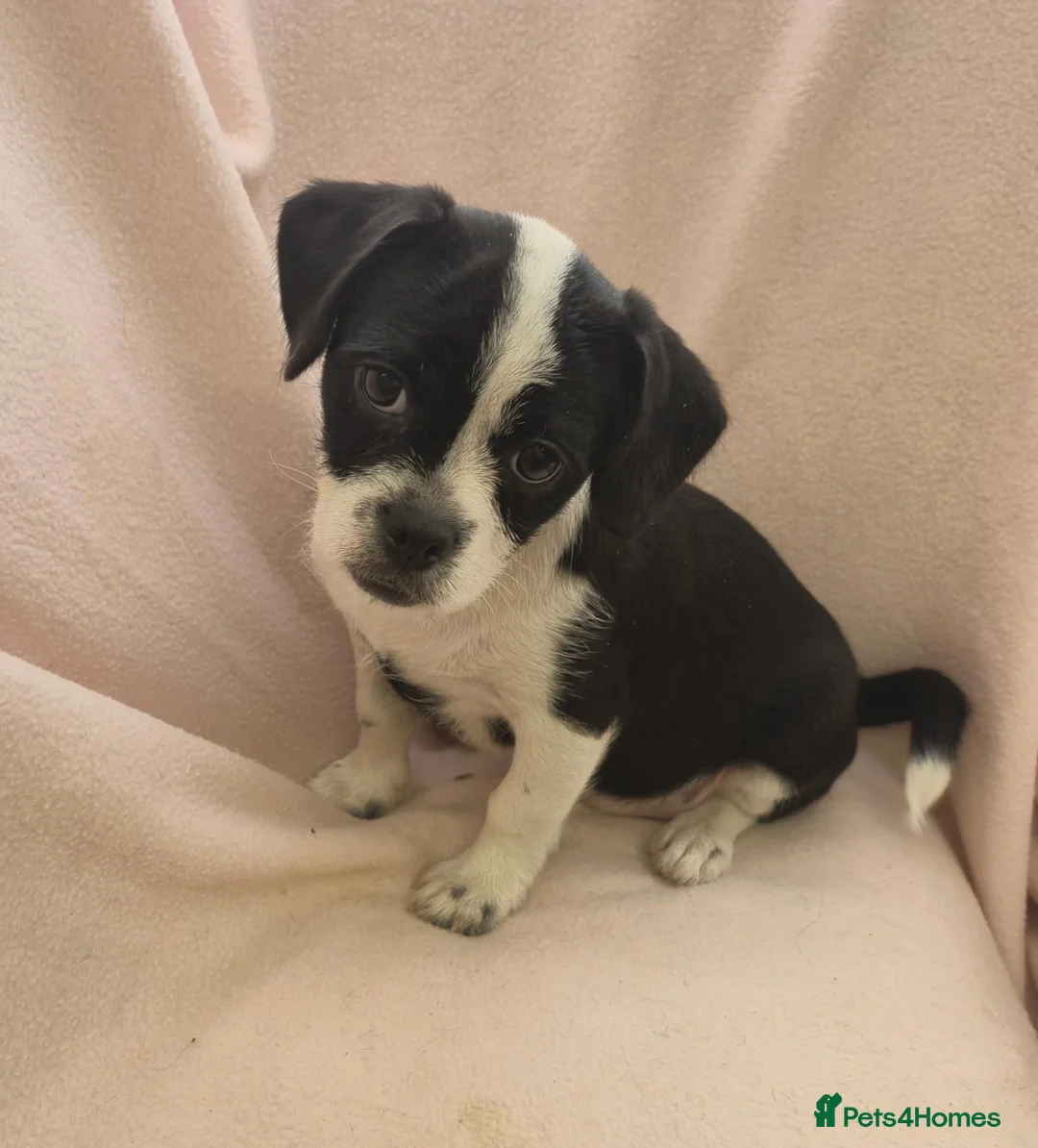 Mixed Breed dogs for sale: Beautiful Pug x Biewer girl - Advert 1